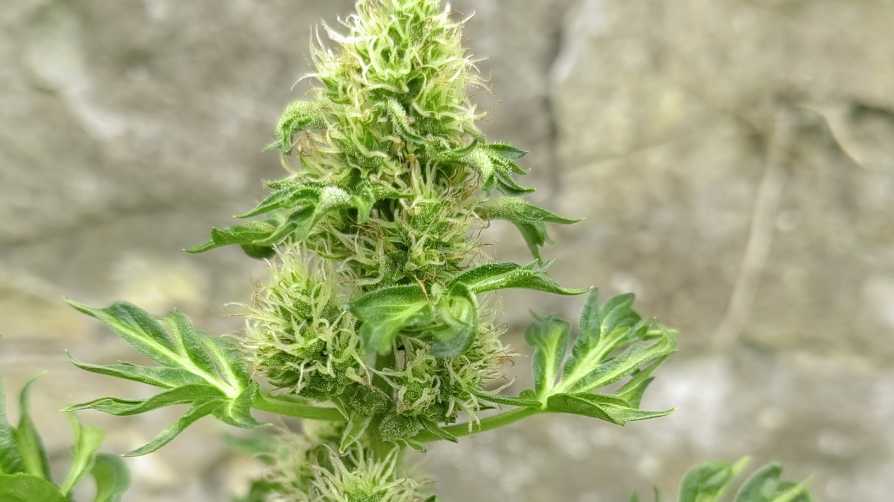 ABC Auto